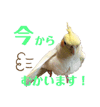 オカメ時々コザクラさん（個別スタンプ：2）