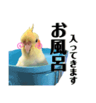 オカメ時々コザクラさん（個別スタンプ：3）