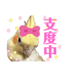 オカメ時々コザクラさん（個別スタンプ：7）