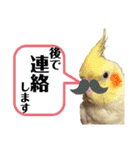 オカメ時々コザクラさん（個別スタンプ：8）