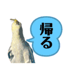 オカメ時々コザクラさん（個別スタンプ：9）
