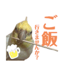 オカメ時々コザクラさん（個別スタンプ：10）