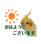 オカメ時々コザクラさん（個別スタンプ：11）
