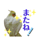 オカメ時々コザクラさん（個別スタンプ：13）