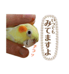 オカメ時々コザクラさん（個別スタンプ：18）