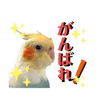 オカメ時々コザクラさん（個別スタンプ：25）
