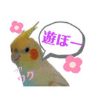 オカメ時々コザクラさん（個別スタンプ：26）