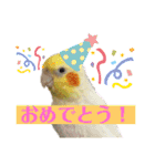 オカメ時々コザクラさん（個別スタンプ：29）