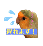オカメ時々コザクラさん（個別スタンプ：32）