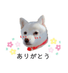 あやてまさん。（個別スタンプ：1）