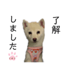 あやてまさん。（個別スタンプ：4）