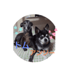 我が家の愛犬  アンジーとトム  05（個別スタンプ：1）