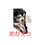 我が家の愛犬  アンジーとトム  05（個別スタンプ：4）