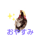 我が家の愛犬  アンジーとトム  05（個別スタンプ：5）