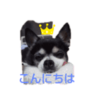 我が家の愛犬  アンジーとトム  05（個別スタンプ：6）