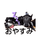 我が家の愛犬  アンジーとトム  05（個別スタンプ：7）