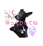 我が家の愛犬  アンジーとトム  05（個別スタンプ：8）