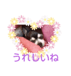 我が家の愛犬  アンジーとトム  05（個別スタンプ：10）