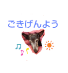我が家の愛犬  アンジーとトム  05（個別スタンプ：11）