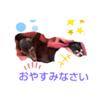 我が家の愛犬  アンジーとトム  05（個別スタンプ：12）