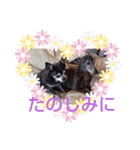我が家の愛犬  アンジーとトム  05（個別スタンプ：13）