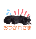 我が家の愛犬  アンジーとトム  05（個別スタンプ：16）