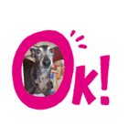 我が家の愛犬  アンジーとトム  05（個別スタンプ：17）