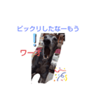 我が家の愛犬  アンジーとトム  05（個別スタンプ：19）