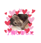 我が家の愛犬  アンジーとトム  05（個別スタンプ：20）
