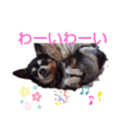 我が家の愛犬  アンジーとトム  05（個別スタンプ：23）