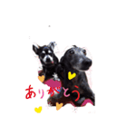 我が家の愛犬  アンジーとトム  05（個別スタンプ：24）