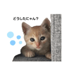 茶トラの日常にゃん♡（個別スタンプ：1）