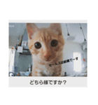 茶トラの日常にゃん♡（個別スタンプ：6）
