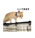 茶トラの日常にゃん♡（個別スタンプ：7）