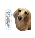 ダックスのあんずとひまり②（個別スタンプ：4）