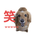ダックスのあんずとひまり②（個別スタンプ：12）