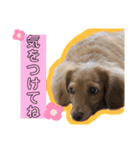 ダックスのあんずとひまり②（個別スタンプ：17）