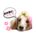 ダックスのあんずとひまり②（個別スタンプ：18）