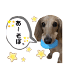ダックスのあんずとひまり②（個別スタンプ：22）