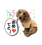 ダックスのあんずとひまり②（個別スタンプ：24）