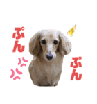 ダックスのあんずとひまり②（個別スタンプ：27）