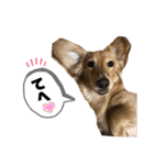 ダックスのあんずとひまり②（個別スタンプ：31）