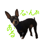 ミニピンのリク3（個別スタンプ：9）