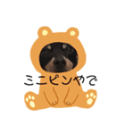 ミニピンのリク3（個別スタンプ：15）
