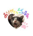 保護猫かんぱちさんのスタンプ（個別スタンプ：2）