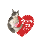 保護猫かんぱちさんのスタンプ（個別スタンプ：3）