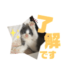保護猫かんぱちさんのスタンプ（個別スタンプ：4）