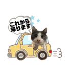 保護猫かんぱちさんのスタンプ（個別スタンプ：7）