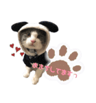 保護猫かんぱちさんのスタンプ（個別スタンプ：9）