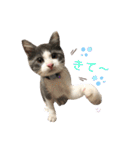保護猫かんぱちさんのスタンプ（個別スタンプ：10）